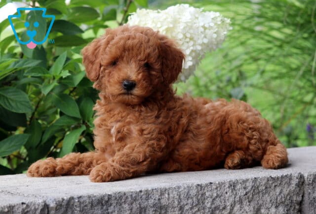 Red Mini Poodle puppy with a fluffy curly coat lying on a stone ledge beside green foliage and white flowers. image