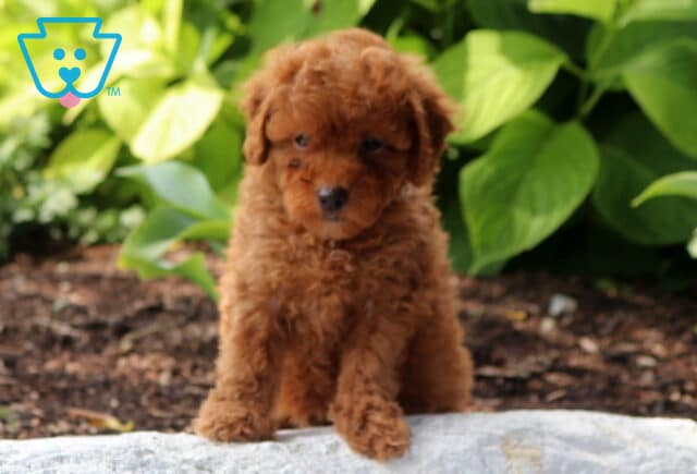 Sophie Mini Poodle2 image