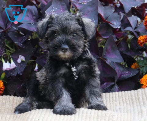 Dark salt-and-pepper Mini Schnauzer puppy sitting upright on a cream blanket framed by orange flowers and deep purple foliage.