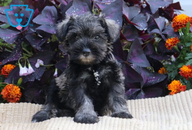 Dark salt-and-pepper Mini Schnauzer puppy sitting upright on a cream blanket framed by orange flowers and deep purple foliage. image