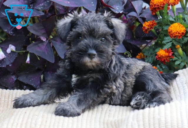 Dark salt-and-pepper Mini Schnauzer puppy lying on a cream blanket with its front paws stretched forward, surrounded by orange flowers and purple foliage. image