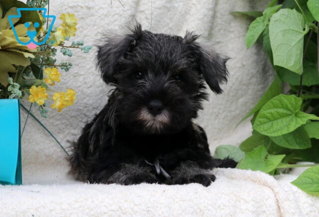 Black Mini Schnauzer puppy lying on a soft cream blanket with yellow flowers and green foliage surrounding the portrait. image