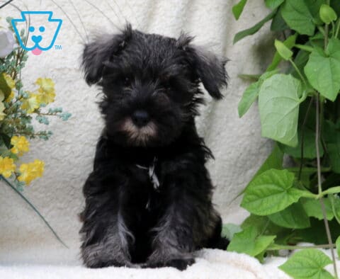 Sophie Schnauzer2