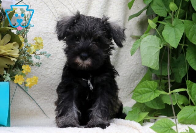 Black Mini Schnauzer puppy sitting sweetly on a cream blanket, surrounded by leafy greenery and cheerful yellow flowers. image