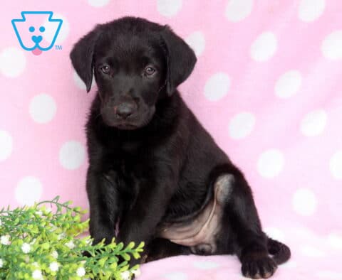 Black Labrador Retriever puppy sitting on a pink polka dot blanket beside a sprig of greenery, with a glossy black coat, floppy ears, and a sweet, attentive expression looking toward the camera.