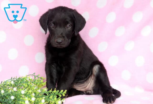 Black Labrador Retriever puppy sitting on a pink polka dot blanket beside a sprig of greenery, with a glossy black coat, floppy ears, and a sweet, attentive expression looking toward the camera. image