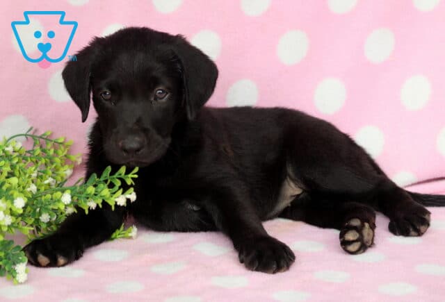 Black Labrador Retriever puppy lying on a pink polka dot blanket beside green floral accents, showing a sleek black coat, floppy ears, and gentle eyes while gazing calmly toward the camera. image
