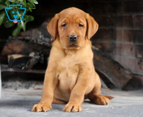 Spencer Fox Red Lab
