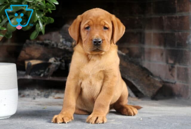 Spencer Fox Red Lab image