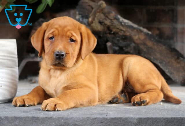 Spencer Fox Red Lab2 image