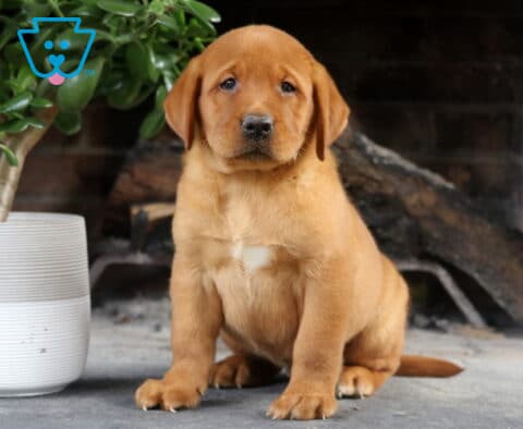 Sport Fox Red Lab