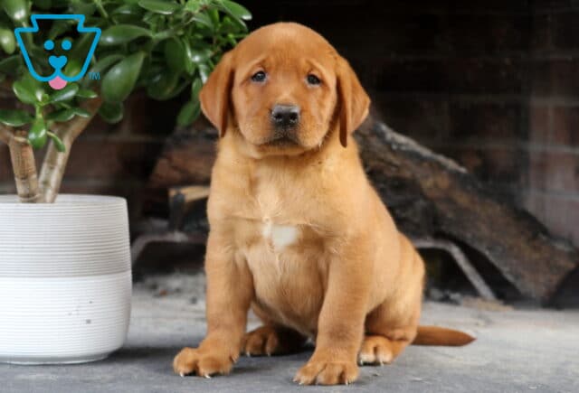 Sport Fox Red Lab image
