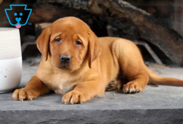 Sport Fox Red Lab2 image