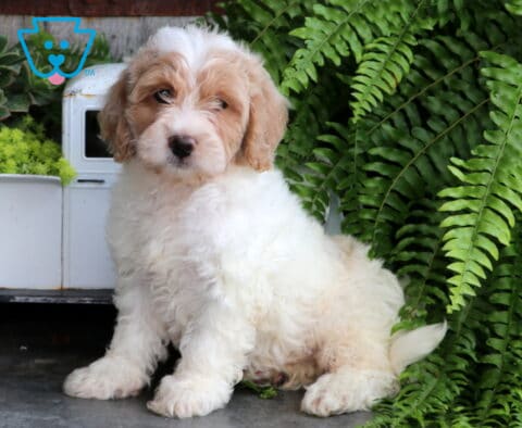 Spring Mini Goldendoodle