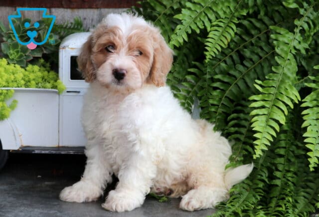 Spring Mini Goldendoodle image
