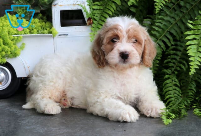 Spring Mini Goldendoodle2 image