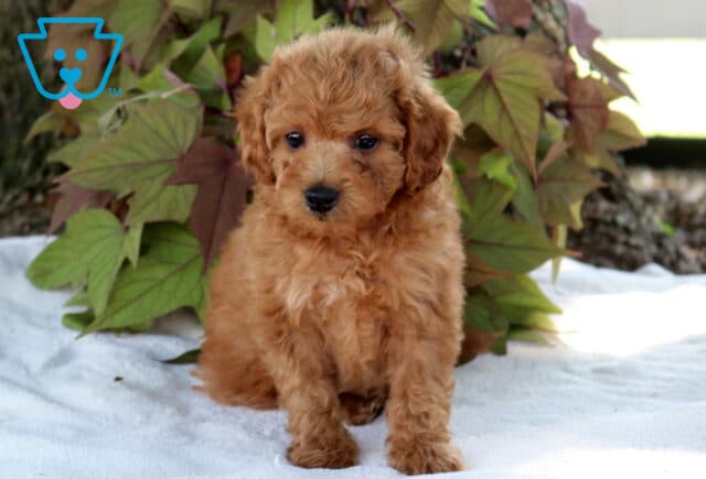 Stan Cavapoo image