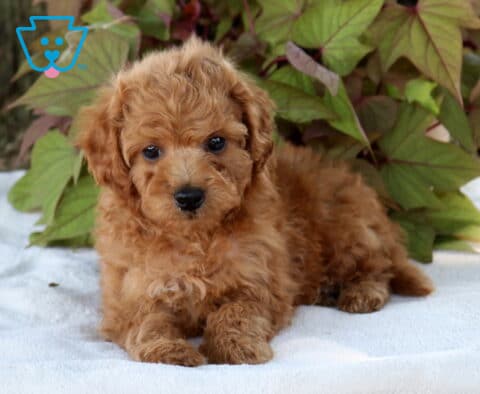 Stan Cavapoo2