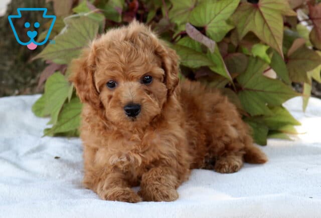 Stan Cavapoo2 image