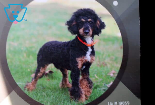 Stanley Mini Poodle Alvin image