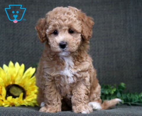 Star Bichpoo