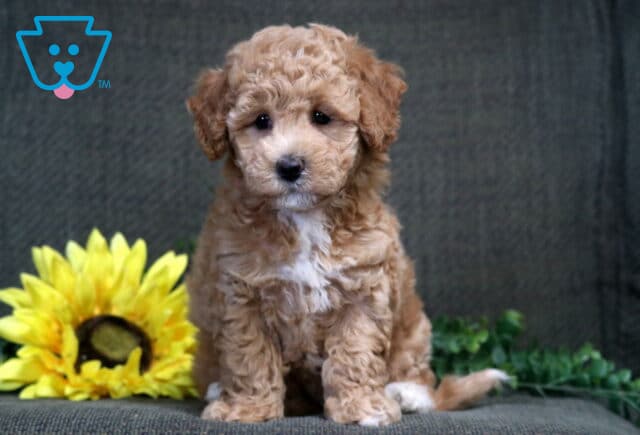 Star Bichpoo image