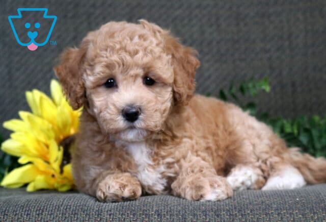 Star Bichpoo2 image