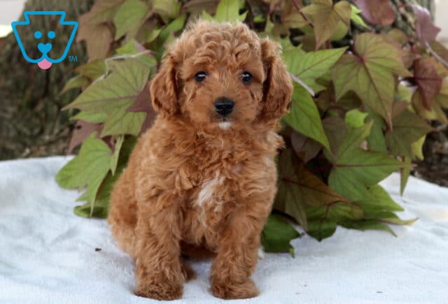 Star Cavapoo image