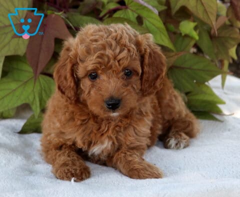 Star Cavapoo2