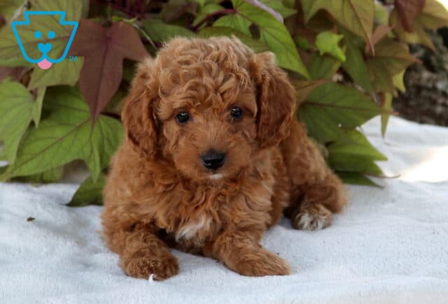 Star Cavapoo2 image