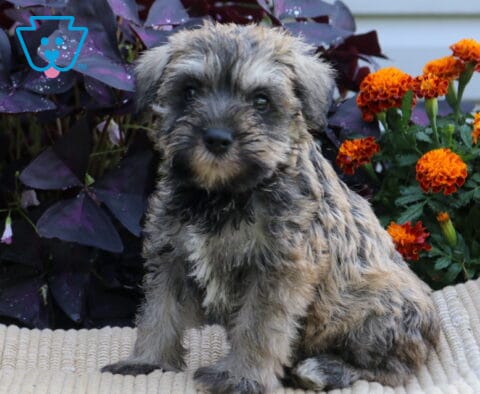 Salt-and-pepper Mini Schnauzer puppy sitting tall on a cream blanket with orange flowers and deep purple foliage in the background.