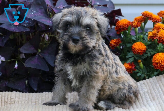 Salt-and-pepper Mini Schnauzer puppy sitting tall on a cream blanket with orange flowers and deep purple foliage in the background. image