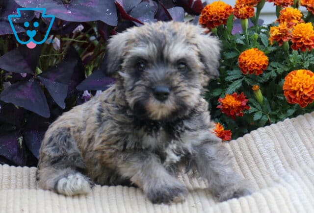 Salt-and-pepper Mini Schnauzer puppy resting on a cream blanket beside vibrant orange flowers and dark purple foliage. image