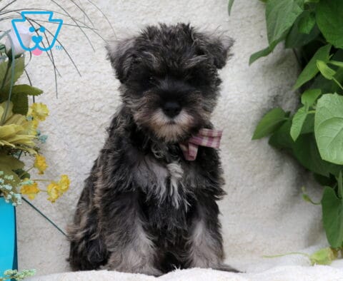 Starla Schnauzer