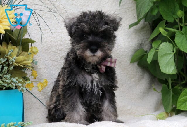 Salt-and-pepper Mini Schnauzer puppy sitting upright with a plaid bow tie, framed by yellow flowers and green foliage. image