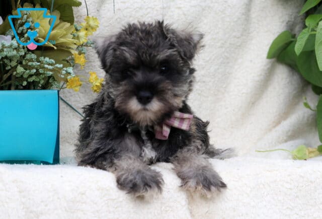 Salt-and-pepper Mini Schnauzer puppy resting with front paws stretched forward, wearing a pink plaid bow beside yellow flowers. image