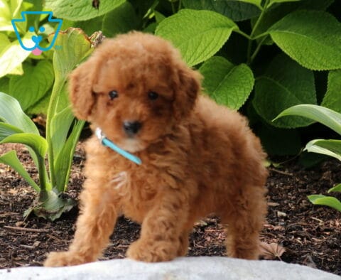 Stewie Mini Poodle