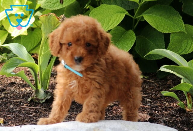 Stewie Mini Poodle image