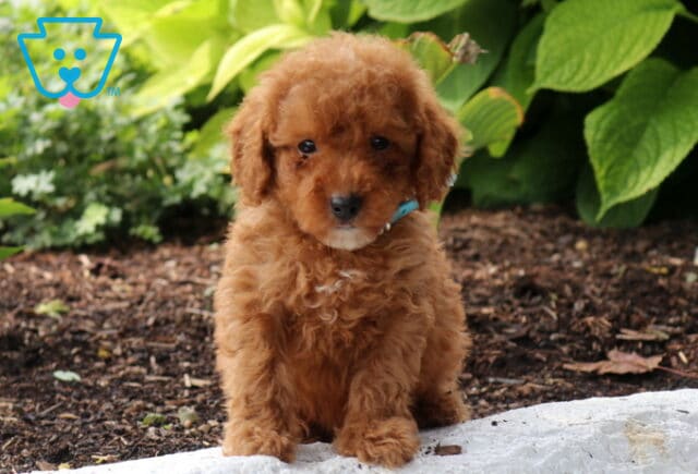 Stewie Mini Poodle2 image