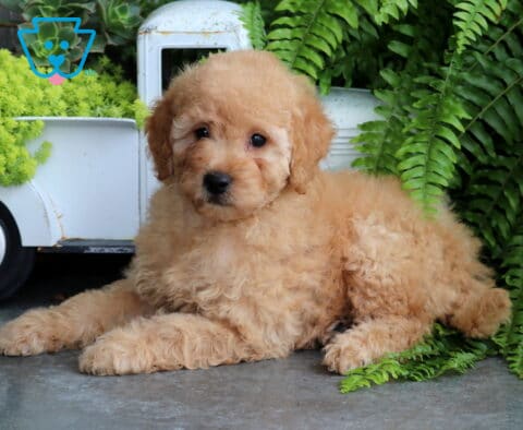 Stoney Mini Goldendoodle