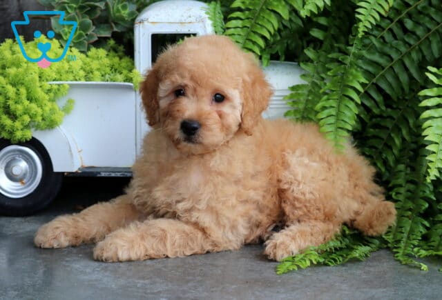 Stoney Mini Goldendoodle image