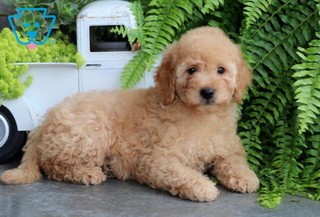 Stoney Mini Goldendoodle2 image