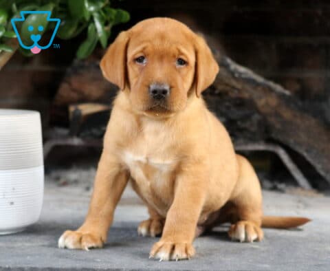 Storm Fox Red Lab