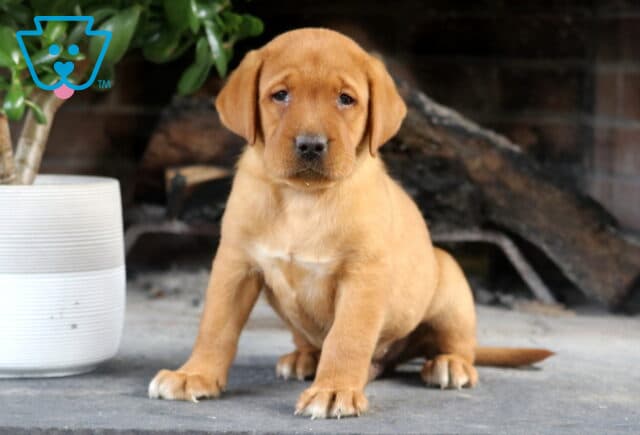 Storm Fox Red Lab image