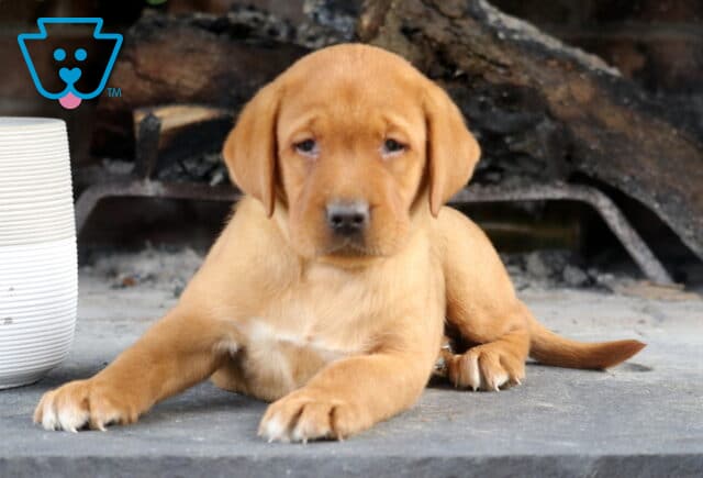 Storm Fox Red Lab2 image
