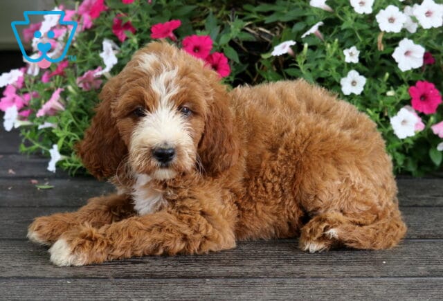 Stormy Irishdoodle image