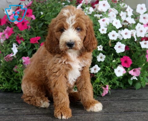 Stormy Irishdoodle2