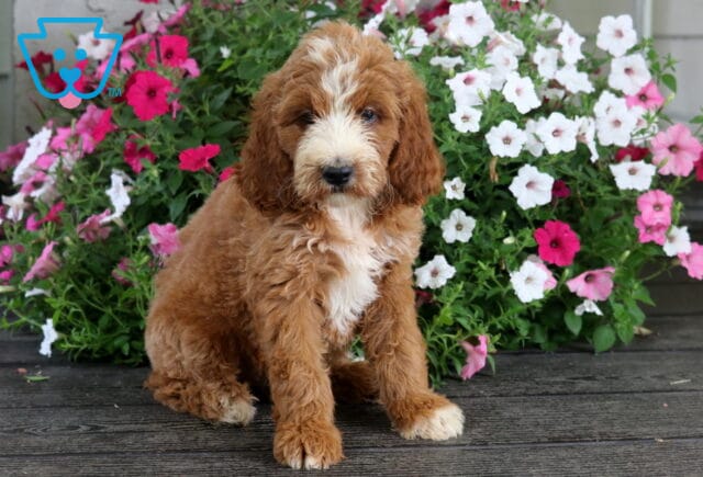 Stormy Irishdoodle2 image