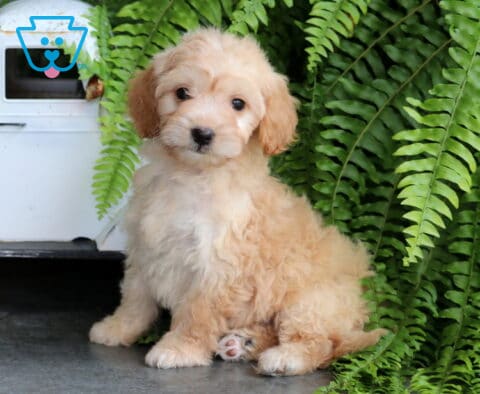 Summer Mini Goldendoodle