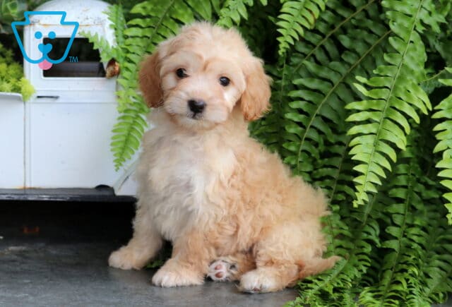 Summer Mini Goldendoodle image